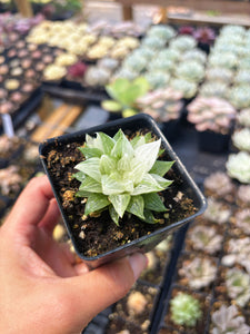 Haworthia Variegated Sugar Ice - April Farm/Rare Succulent