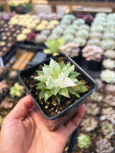 Load image into Gallery viewer, Haworthia Variegated Sugar Ice - April Farm/Rare Succulent

