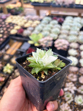 Load image into Gallery viewer, Haworthia Variegated Sugar Ice - April Farm/Rare Succulent
