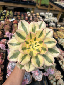 Aeonium Undulatum Variegated - April Farm/Rare Succulents