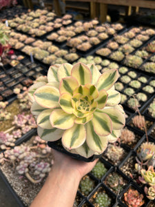 Aeonium Undulatum Variegated - April Farm/Rare Succulents