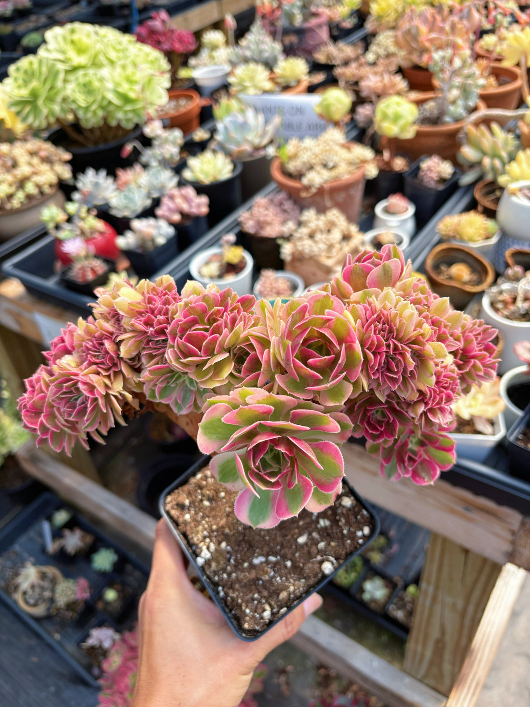 Aeonium Bonsai Pink Witch Crested (1) - April Farm/Rare Succulent