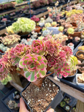 Load image into Gallery viewer, Aeonium Bonsai Pink Witch Crested (1) - April Farm/Rare Succulent
