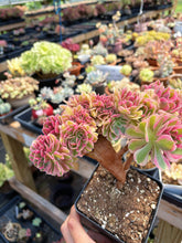 Load image into Gallery viewer, Aeonium Bonsai Pink Witch Crested (1) - April Farm/Rare Succulent
