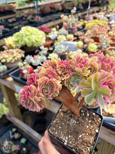 Aeonium Bonsai Pink Witch Crested (1) - April Farm/Rare Succulent