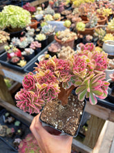 Load image into Gallery viewer, Aeonium Bonsai Pink Witch Crested (1) - April Farm/Rare Succulent
