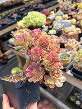 Load image into Gallery viewer, Aeonium Bonsai Pink Witch Crested (1) - April Farm/Rare Succulent
