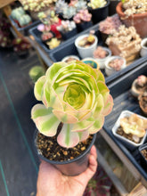 Load image into Gallery viewer, Aeonium Pink Witch Pearl (1) - April Farm/Rare Succulent
