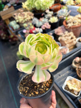 Load image into Gallery viewer, Aeonium Pink Witch Pearl (1) - April Farm/Rare Succulent
