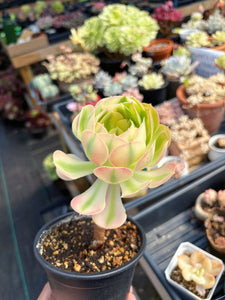 Aeonium Pink Witch Pearl (1) - April Farm/Rare Succulent