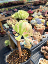 Load image into Gallery viewer, Aeonium Pink Witch Pearl (1) - April Farm/Rare Succulent
