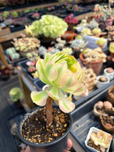 Load image into Gallery viewer, Aeonium Pink Witch Pearl (1) - April Farm/Rare Succulent
