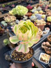 Load image into Gallery viewer, Aeonium Pink Witch Pearl (1) - April Farm/Rare Succulent
