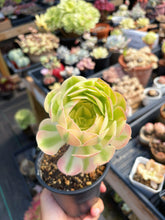 Load image into Gallery viewer, Aeonium Pink Witch Pearl (1) - April Farm/Rare Succulent
