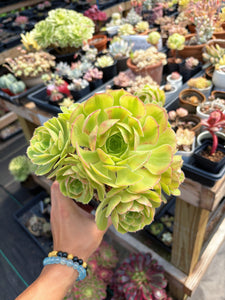 Aeonium Blushing Witch Cluster (1) - April Farm/Rare Succulent