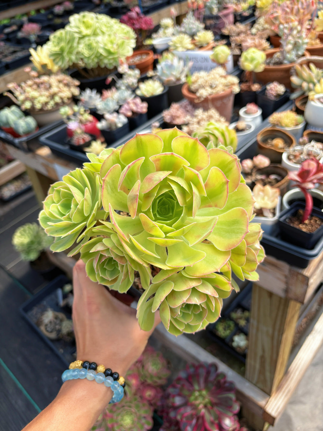Aeonium Blushing Witch Cluster (1) - April Farm/Rare Succulent