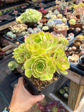 Load image into Gallery viewer, Aeonium Blushing Witch Cluster (1) - April Farm/Rare Succulent

