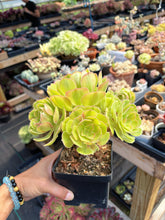 Load image into Gallery viewer, Aeonium Blushing Witch Cluster (1) - April Farm/Rare Succulent

