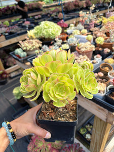 Aeonium Blushing Witch Cluster (1) - April Farm/Rare Succulent