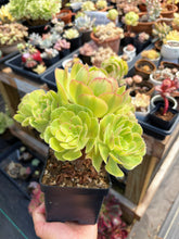 Load image into Gallery viewer, Aeonium Blushing Witch Cluster (1) - April Farm/Rare Succulent
