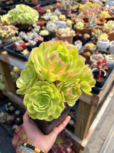 Load image into Gallery viewer, Aeonium Blushing Witch Cluster (1) - April Farm/Rare Succulent
