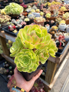 Aeonium Blushing Witch Cluster (1) - April Farm/Rare Succulent
