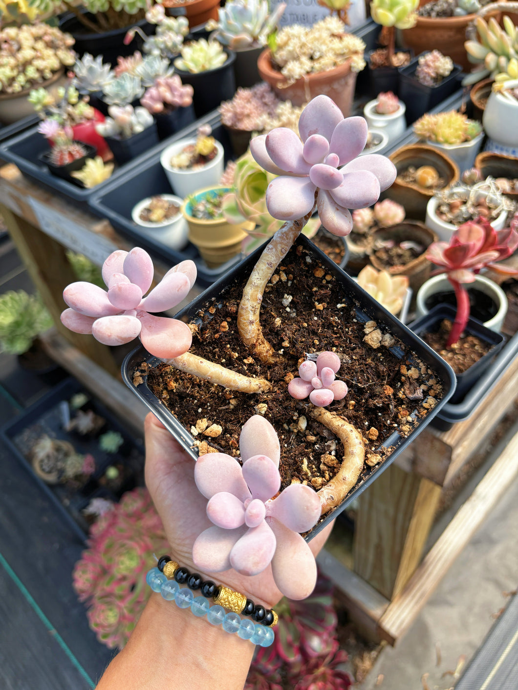 Pachyphytum Moonstone Cluter (1) - April Farm/Rare Succulent