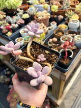 Load image into Gallery viewer, Pachyphytum Moonstone Cluter (1) - April Farm/Rare Succulent
