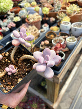 Load image into Gallery viewer, Pachyphytum Moonstone Cluter (1) - April Farm/Rare Succulent
