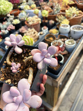 Load image into Gallery viewer, Pachyphytum Moonstone Cluter (1) - April Farm/Rare Succulent
