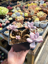 Load image into Gallery viewer, Pachyphytum Moonstone Cluter (1) - April Farm/Rare Succulent
