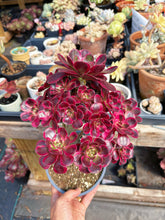 Load image into Gallery viewer, Aeonium Bonsai Lustrous Yarn (1) - April Farm/Rare Succulent
