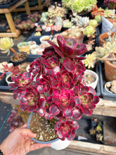 Load image into Gallery viewer, Aeonium Bonsai Lustrous Yarn (1) - April Farm/Rare Succulent
