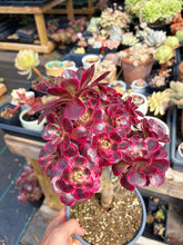 Load image into Gallery viewer, Aeonium Bonsai Lustrous Yarn (1) - April Farm/Rare Succulent
