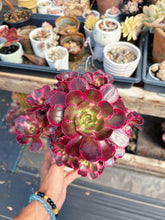 Load image into Gallery viewer, Aeonium Bonsai Lustrous Yarn (1) - April Farm/Rare Succulent
