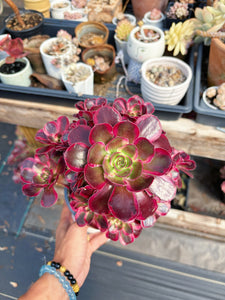 Aeonium Bonsai Lustrous Yarn (1) - April Farm/Rare Succulent