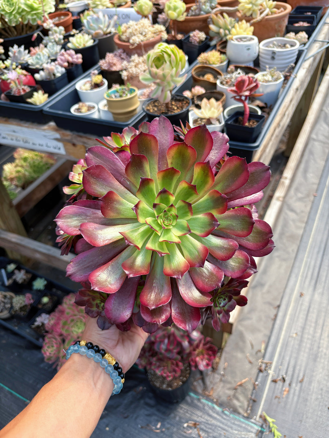 Aeonium Chanel Cluster (1) - April Farm/Rare Succulent