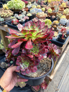 Aeonium Chanel Cluster (1) - April Farm/Rare Succulent
