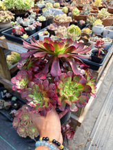 Load image into Gallery viewer, Aeonium Chanel Cluster (1) - April Farm/Rare Succulent
