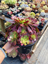 Load image into Gallery viewer, Aeonium Chanel Cluster (1) - April Farm/Rare Succulent
