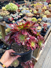 Load image into Gallery viewer, Aeonium Chanel Cluster (1) - April Farm/Rare Succulent
