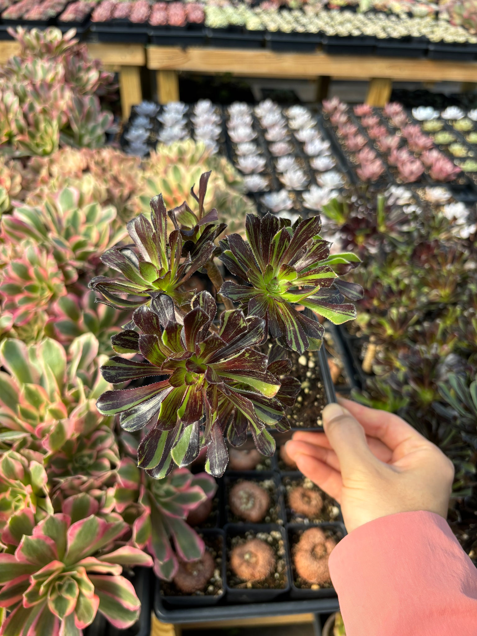 big bang succulent Aeonium big bang