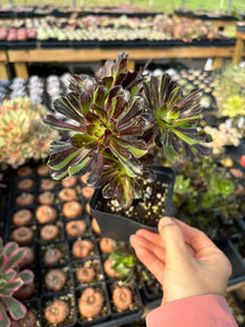 Aeonium big bang - April Farm/Rare Succulents