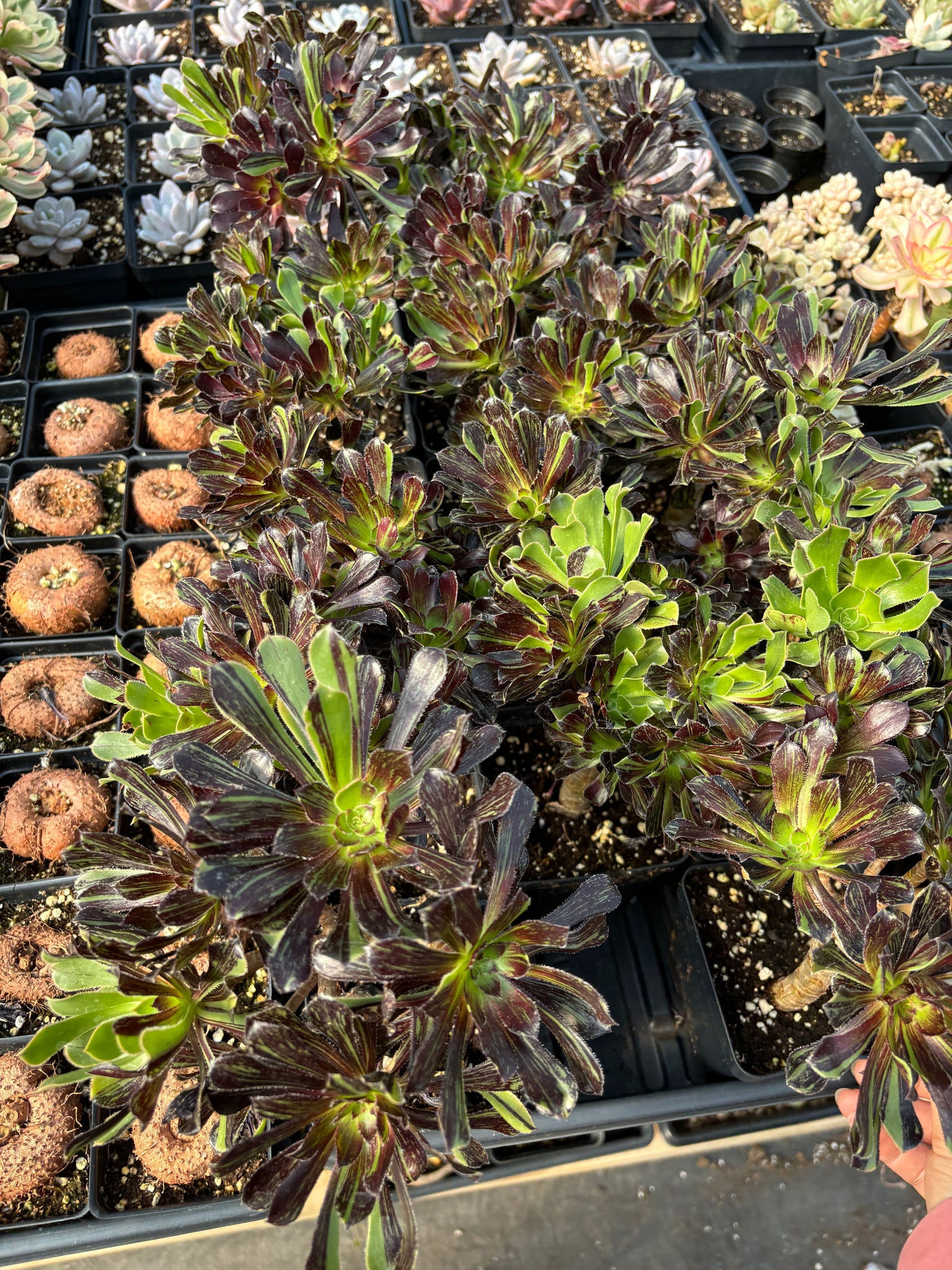 big bang succulent Aeonium big bang