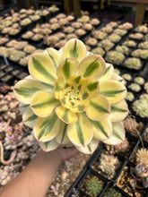 Load image into Gallery viewer, Aeonium Undulatum Variegated - April Farm/Rare Succulents
