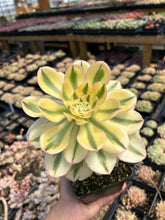 Load image into Gallery viewer, Aeonium Undulatum Variegated - April Farm/Rare Succulents
