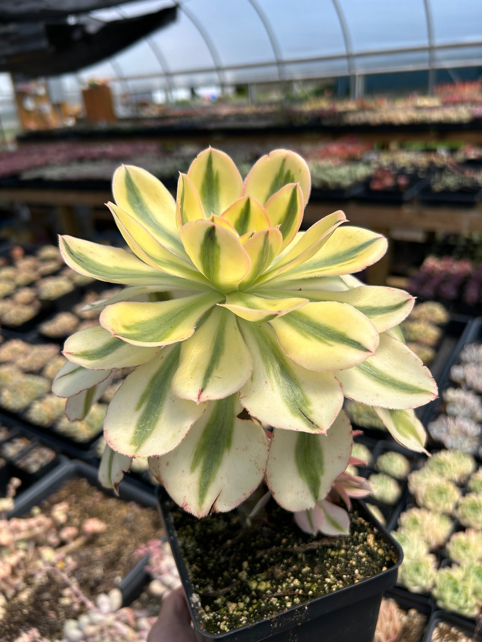 succulents variegated leaves Aeonium Undulatum Variegated
