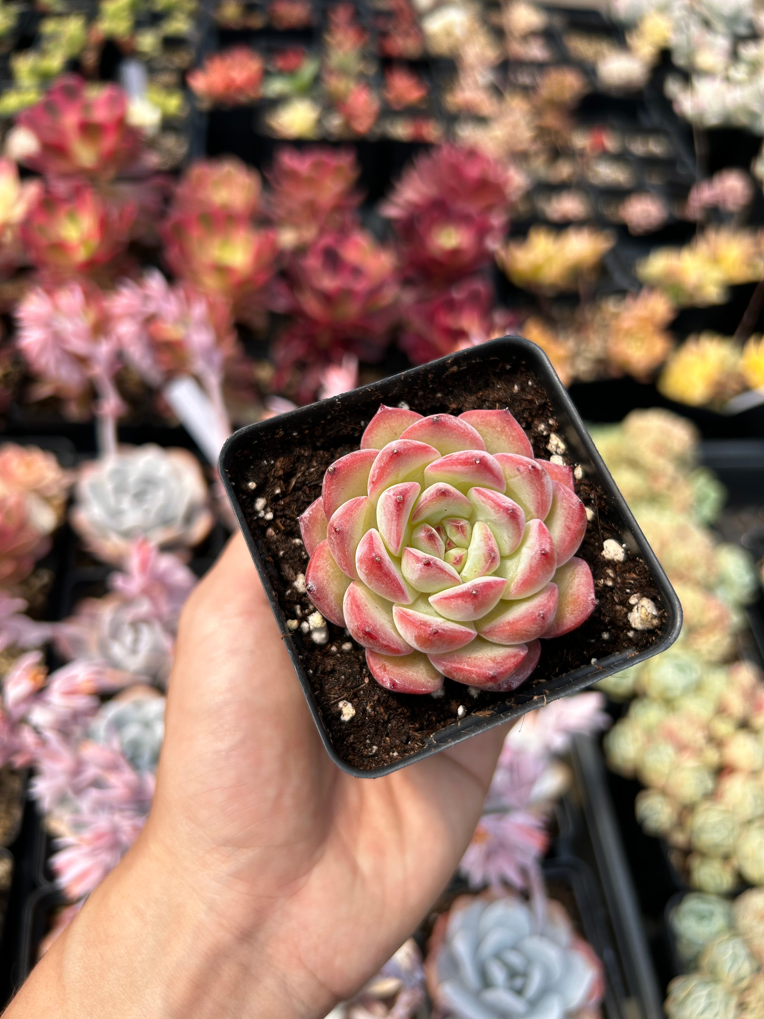 succulent strawberry Echeveria Strawberry Cake