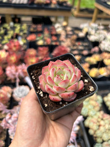 Echeveria Strawberry Cake - April Farm/Rare Succulents