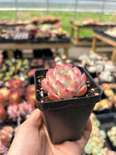 Load image into Gallery viewer, Echeveria Strawberry Cake - April Farm/Rare Succulents
